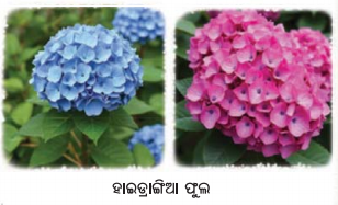 Class 7 Science Chapter 2 Notes Odia Medium ଅମ୍ଳୀୟ, କ୍ଷାରୀୟ ଓ ନିରପେକ୍ଷ ପଦାର୍ଥର ଅନୁସନ୍ଧାନ 8