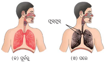 Class 7 Science Chapter 6 Notes Odia Medium କିଶୋରାବସୁ ବୃଦ୍ଧି ଓ ପରିବର୍ତ୍ତନ 9