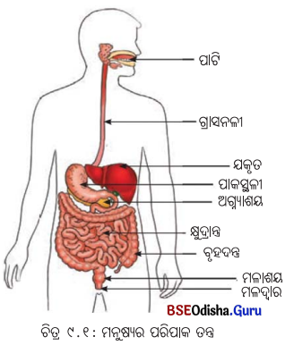Class 7 Science Chapter 9 Notes Odia Medium ପ୍ରାଣୀମାନଙ୍କ ଜୀବନ ପ୍ରକ୍ରିୟା 1