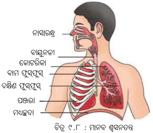Class 7 Science Chapter 9 Notes Odia Medium ପ୍ରାଣୀମାନଙ୍କ ଜୀବନ ପ୍ରକ୍ରିୟା 10