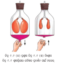 Class 7 Science Chapter 9 Notes Odia Medium ପ୍ରାଣୀମାନଙ୍କ ଜୀବନ ପ୍ରକ୍ରିୟା 11