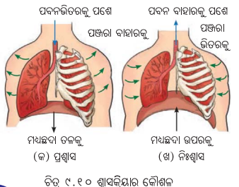 Class 7 Science Chapter 9 Notes Odia Medium ପ୍ରାଣୀମାନଙ୍କ ଜୀବନ ପ୍ରକ୍ରିୟା 12