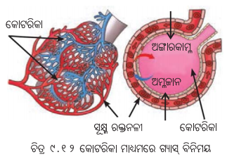 Class 7 Science Chapter 9 Notes Odia Medium ପ୍ରାଣୀମାନଙ୍କ ଜୀବନ ପ୍ରକ୍ରିୟା 15