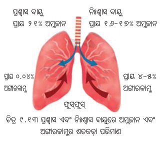 Class 7 Science Chapter 9 Notes Odia Medium ପ୍ରାଣୀମାନଙ୍କ ଜୀବନ ପ୍ରକ୍ରିୟା 16
