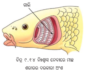Class 7 Science Chapter 9 Notes Odia Medium ପ୍ରାଣୀମାନଙ୍କ ଜୀବନ ପ୍ରକ୍ରିୟା 17