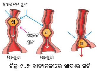 Class 7 Science Chapter 9 Notes Odia Medium ପ୍ରାଣୀମାନଙ୍କ ଜୀବନ ପ୍ରକ୍ରିୟା 2