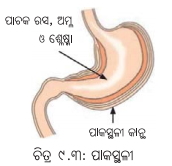 Class 7 Science Chapter 9 Notes Odia Medium ପ୍ରାଣୀମାନଙ୍କ ଜୀବନ ପ୍ରକ୍ରିୟା 3