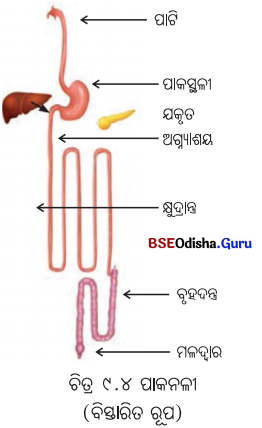 Class 7 Science Chapter 9 Notes Odia Medium ପ୍ରାଣୀମାନଙ୍କ ଜୀବନ ପ୍ରକ୍ରିୟା 5