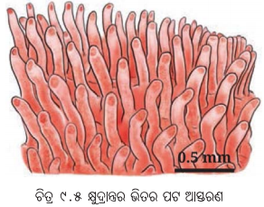 Class 7 Science Chapter 9 Notes Odia Medium ପ୍ରାଣୀମାନଙ୍କ ଜୀବନ ପ୍ରକ୍ରିୟା 6