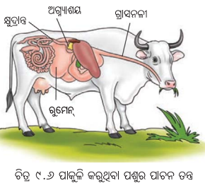 Class 7 Science Chapter 9 Notes Odia Medium ପ୍ରାଣୀମାନଙ୍କ ଜୀବନ ପ୍ରକ୍ରିୟା 8