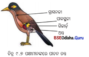 Class 7 Science Chapter 9 Notes Odia Medium ପ୍ରାଣୀମାନଙ୍କ ଜୀବନ ପ୍ରକ୍ରିୟା 9