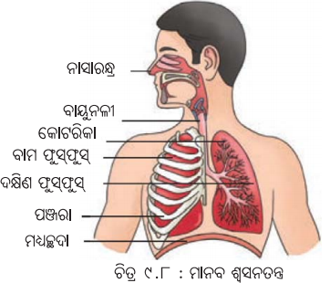 Class 7 Science Chapter 9 Question Answer Odia Medium ପ୍ରାଣୀମାନଙ୍କ ଜୀବନ ପ୍ରକ୍ରିୟା 10