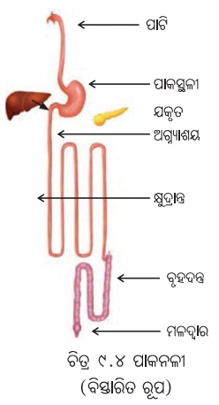 Class 7 Science Chapter 9 Question Answer Odia Medium ପ୍ରାଣୀମାନଙ୍କ ଜୀବନ ପ୍ରକ୍ରିୟା 11