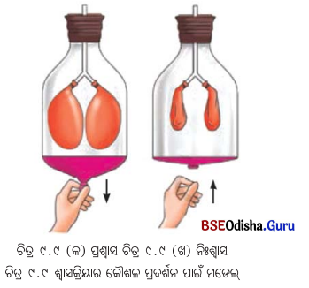 Class 7 Science Chapter 9 Question Answer Odia Medium ପ୍ରାଣୀମାନଙ୍କ ଜୀବନ ପ୍ରକ୍ରିୟା 12