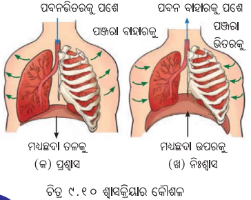 Class 7 Science Chapter 9 Question Answer Odia Medium ପ୍ରାଣୀମାନଙ୍କ ଜୀବନ ପ୍ରକ୍ରିୟା 13