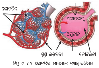 Class 7 Science Chapter 9 Question Answer Odia Medium ପ୍ରାଣୀମାନଙ୍କ ଜୀବନ ପ୍ରକ୍ରିୟା 14
