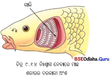 Class 7 Science Chapter 9 Question Answer Odia Medium ପ୍ରାଣୀମାନଙ୍କ ଜୀବନ ପ୍ରକ୍ରିୟା 16