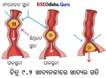 Class 7 Science Chapter 9 Question Answer Odia Medium ପ୍ରାଣୀମାନଙ୍କ ଜୀବନ ପ୍ରକ୍ରିୟା 6