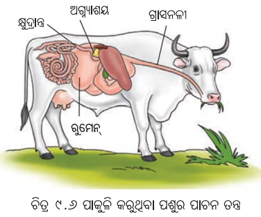 Class 7 Science Chapter 9 Question Answer Odia Medium ପ୍ରାଣୀମାନଙ୍କ ଜୀବନ ପ୍ରକ୍ରିୟା 8