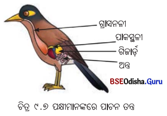 Class 7 Science Chapter 9 Question Answer Odia Medium ପ୍ରାଣୀମାନଙ୍କ ଜୀବନ ପ୍ରକ୍ରିୟା 9