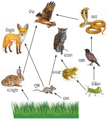 Class 8 Science Chapter 12 Notes Odia Medium ପ୍ରକୃତିର ସମନ୍ବୟ 12