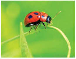 Class 8 Science Chapter 12 Notes Odia Medium ପ୍ରକୃତିର ସମନ୍ବୟ 18
