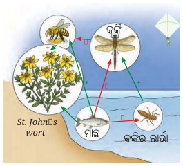 Class 8 Science Chapter 12 Notes Odia Medium ପ୍ରକୃତିର ସମନ୍ବୟ 4