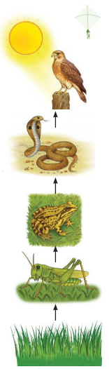 Class 8 Science Chapter 12 Notes Odia Medium ପ୍ରକୃତିର ସମନ୍ବୟ 9