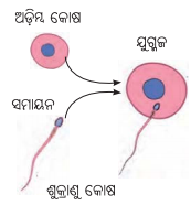 Class 8 Science Chapter 13 Notes Odia Medium ଆମ ପୃଥିବୀ ଜୀବନଧାରଣକାରୀ ଏକ ଅନ୍ୟନ୍ୟ ଗ୍ରହ 11