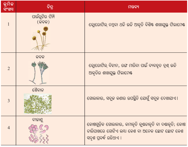 Class 8 Science Chapter 2 Notes Odia Medium ଅଣୁଜୀବ ଜଗତ 11