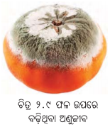 Class 8 Science Chapter 2 Notes Odia Medium ଅଣୁଜୀବ ଜଗତ 13