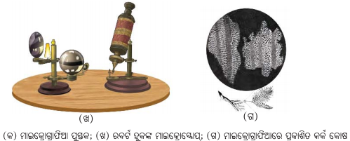 Class 8 Science Chapter 2 Notes Odia Medium ଅଣୁଜୀବ ଜଗତ 3