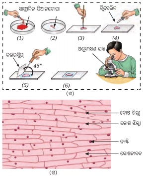 Class 8 Science Chapter 2 Notes Odia Medium ଅଣୁଜୀବ ଜଗତ 5