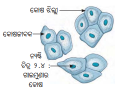 Class 8 Science Chapter 2 Notes Odia Medium ଅଣୁଜୀବ ଜଗତ 7