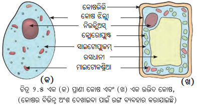 Class 8 Science Chapter 2 Notes Odia Medium ଅଣୁଜୀବ ଜଗତ 8