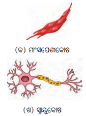 Class 8 Science Chapter 2 Notes Odia Medium ଅଣୁଜୀବ ଜଗତ 9