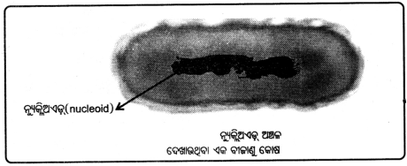 Class 8 Science Chapter 2 Question Answer Odia Medium ଅଣୁଜୀବ ଜଗତ 4