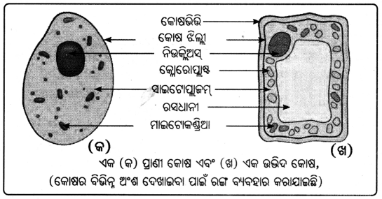Class 8 Science Chapter 2 Question Answer Odia Medium ଅଣୁଜୀବ ଜଗତ 5