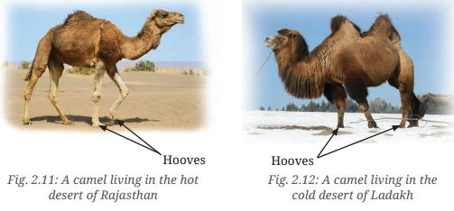 Diversity in the Living World Class 6 Notes Science Chapter 2 10