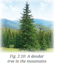 Diversity in the Living World Class 6 Notes Science Chapter 2 11
