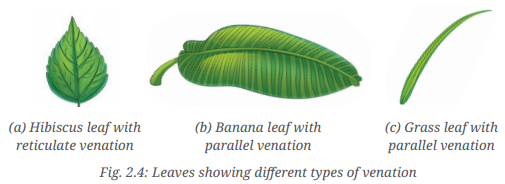 Diversity in the Living World Class 6 Notes Science Chapter 2 2