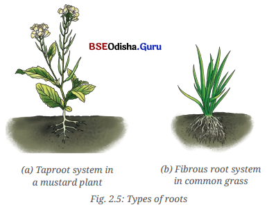 Diversity in the Living World Class 6 Notes Science Chapter 2 3