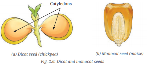 Diversity in the Living World Class 6 Notes Science Chapter 2 4