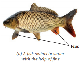 Diversity in the Living World Class 6 Notes Science Chapter 2 7