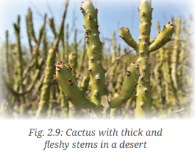 Diversity in the Living World Class 6 Notes Science Chapter 2 9