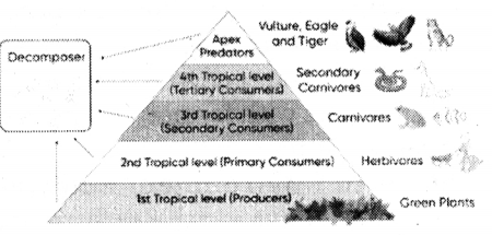 How Nature Works in Harmony Class 8 Question Answer Science Chapter 12.11
