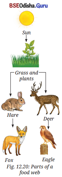 How Nature Works in Harmony Class 8 Question Answer Science Chapter 12.2