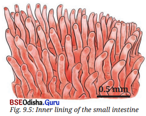 Life Processes in Animals Class 7 Notes Science Chapter 9 2