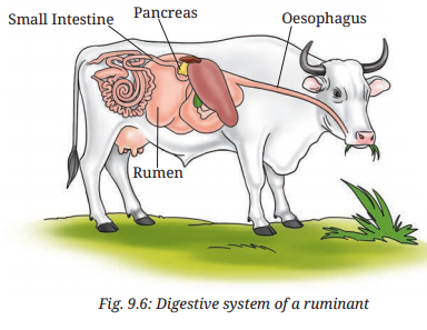 Life Processes in Animals Class 7 Notes Science Chapter 9 3