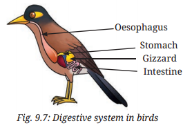 Life Processes in Animals Class 7 Notes Science Chapter 9 4
